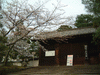 知恩院のまわりの桜(2)