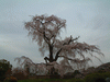 円山公園のしだれ桜(5)