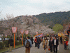 円山公園のしだれ桜(6)