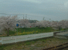 近鉄橿原線−大阪線短絡ルートから見える飛鳥川沿いの桜(1)