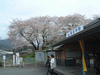 桜に包まれた長谷寺駅(2)