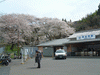 桜に包まれた長谷寺駅(3)