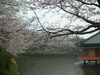 安倍文殊院の桜(7)