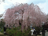 法金剛院(19)／桜