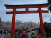 平野神社の桜(2)