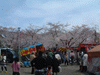 平野神社の桜(4)