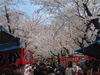 平野神社の桜(5)