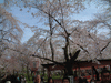 平野神社の桜(6)