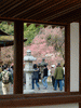 平野神社の桜(8)