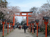 平野神社の桜(9)