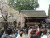 平野神社の桜(10)