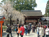 平野神社の桜(11)