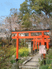 平野神社の桜(12)