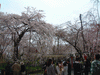 平野神社の桜(13)