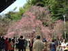 平野神社の桜(15)