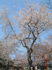 平野神社の桜(18)