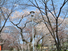 平野神社の桜(19)