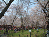 平野神社の桜(20)