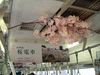 桜電車の吊り広告