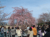 嵐山の桜(6)／嵐山公園