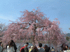 嵐山の桜(7)／嵐山公園