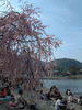嵐山の桜(9)／嵐山公園