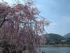 嵐山の桜(10)／嵐山公園