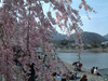 嵐山の桜(11)／嵐山公園