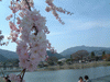 嵐山の桜(12)／嵐山公園