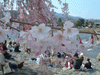 嵐山の桜(13)／嵐山公園