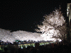 調布・野川の桜のライトアップ(3)