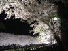 調布・野川の桜のライトアップ(6)