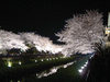 調布・野川の桜のライトアップ(7)