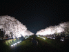 調布・野川の桜のライトアップ(15)