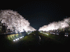 調布・野川の桜のライトアップ(16)