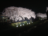 調布・野川の桜のライトアップ(19)