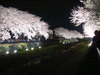 調布・野川の桜のライトアップ(20)