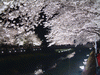 調布・野川の桜のライトアップ(24)