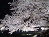 調布・野川の桜のライトアップ(26)