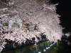 調布・野川の桜のライトアップ(30)