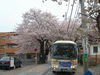 港南桜道の桜(1)
