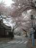 港南桜道の桜(2)