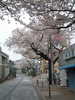 港南桜道の桜(3)