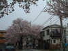 港南桜道の桜(4)