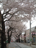 港南桜道の桜(5)