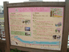 柏尾川桜並木の再生に関する説明板
