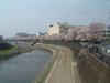 柏尾川の桜(1)