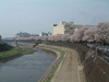 柏尾川の桜(2)