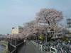 柏尾川の桜(3)