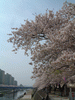 柏尾川の桜(4)